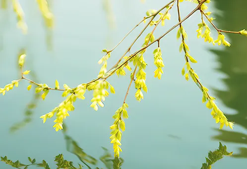消毒和解毒如何區(qū)分？消毒劑殘留毒素怎么解？