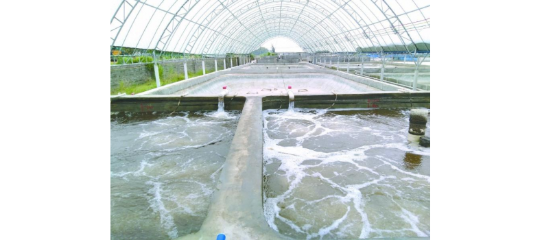 養(yǎng)蝦先養(yǎng)水！養(yǎng)水的關(guān)鍵核心原來是它！